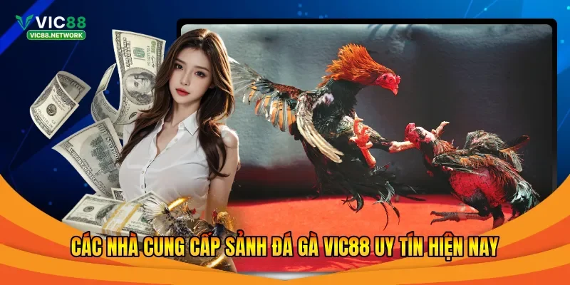Các nhà cung cấp sảnh đá gà Vic88 uy tín hiện nay
