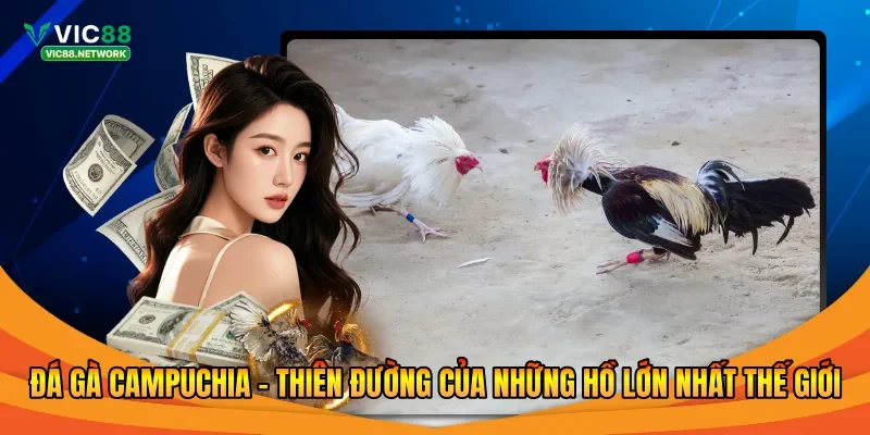 Đá gà Campuchia - Thiên đường của những hồ lớn nhất thế giới