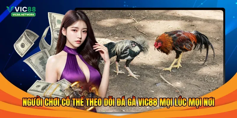 Người chơi có thể theo dõi đá gà Vic88 mọi lúc mọi nơi