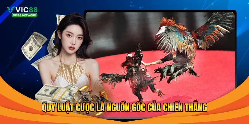Đá gà Campuchia - Thiên đường của những hồ lớn nhất thế giới